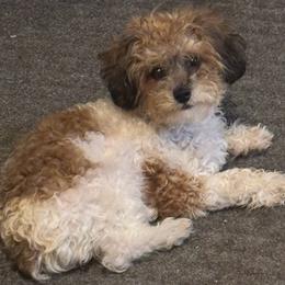 Phoebe - Poodle