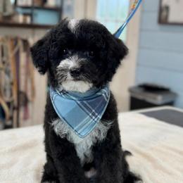 Phillip - Black and white male Sheepadoodle puppy in Wharton, Texas from Little Fur Friends