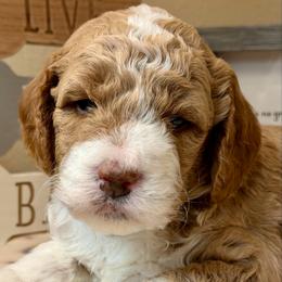 Coral - Phantom female Goldendoodle puppy in Great Falls, Montana from AnneLuna Goldendoodles