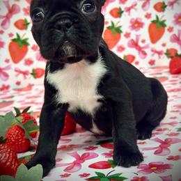 Chaos - Black female French Bulldog puppy in Rockville, Indiana from Blaze Of Glory Bostons & Frenchies