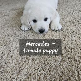 Mercedes - Light golden female Golden Retriever puppy in Fowlerville, Michigan from Gratz Kennels