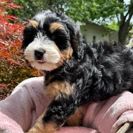 Lady Francesca - Tri-color female Bernedoodle puppy in Forsyth, Illinois from Birdies Mini Bernedoodles