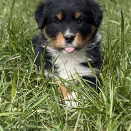Jersey - Black tri-color female Australian Shepherd puppy in Selah, Washington from Bear Creek Aussies