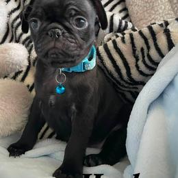 Huck - Black male Pug puppy in Hesperia, California from Amatskennel - Stubby Tails Ranch