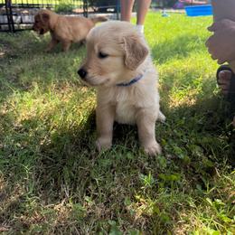 Blue Collar - Golden male Golden Retriever puppy in Tulsa, Oklahoma from Triple J Goldens, LLC