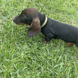 Dachshund Puppies from Broken Diamond J Farms