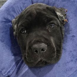 Pumpkin Pie - Orange Collar - AKC and ICCF Registered - Black female Cane Corso puppy in Gorman, Texas from McOmber Country Kennels