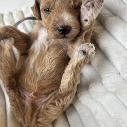 AKC Grey Collar - Red  male Poodle puppy in Powder Springs, Georgia from West Cobb Dogs