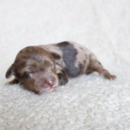 Goose - Merle male Goldendoodle puppy in Hobbs, New Mexico from Goldie Locks Golden Retrievers & Doodles