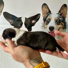 Ren - Brindle and white female Cardigan Welsh Corgi puppy in San Antonio, Texas from White Paws Cardigan Corgis