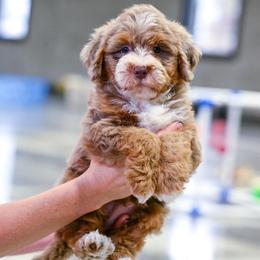 Shrek (chocolate merle) - Chocolate merle male Bernedoodle puppy in Dundee, Ohio from Down Home Doodle