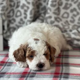 Poodle Puppies from Foxtrot Farm Poodles
