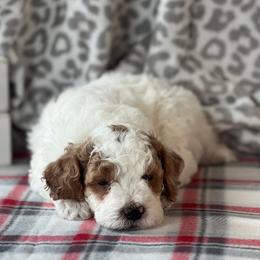Poodle Puppies from Foxtrot Farm Poodles