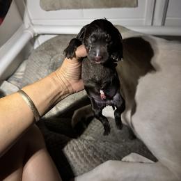 Labrador Retriever Puppies from Aloha Lab Pups of SW Colorado