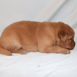 Crumpet - Dark golden female Golden Retriever puppy in New Weston, Ohio from Bertke AKC Golden Retrievers and Bernese Mountain Dogs