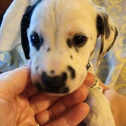 Green Boy - White and black Dalmatian puppy in Old Fort, North Carolina from Smith's Dalmatians