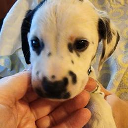 Green Boy - White and black Dalmatian puppy in Old Fort, North Carolina from Smith's Dalmatians