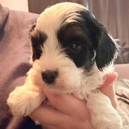 T.L - Tri-color male Cavapoo puppy in Redding, California from O’Hara  Doodles