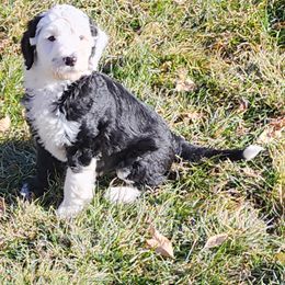 Sheepadoodle Puppies from Jaqueline Sparks