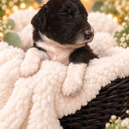 Oz - Parti male Poodle puppy in Washington, Pennsylvania from Patriotic Poodles