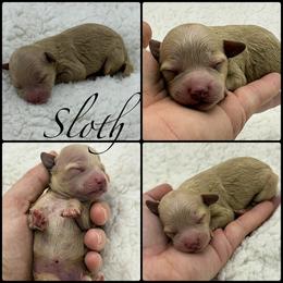 Sloth - Apricot female Poodle puppy in Wheatland, California from Sapphire Ridge Poodles