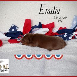 Emilia - Red tri female Miniature Australian Shepherd puppy in Madisonville, Texas from Flying LL Aussies