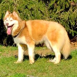 Kya - Siberian Husky