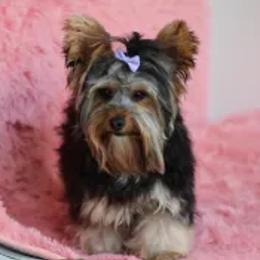 Paisley - Yorkipoo