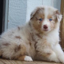 Daisy - Red merle female Australian Shepherd puppy in Star City, Arkansas from Blush & Lace Aussie Co.
