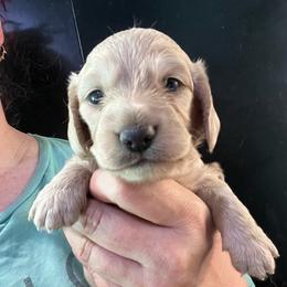 Brad - Cream male Dachshund puppy in Bigfork, Minnesota from Dachshunds Up North