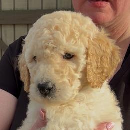 Black - Cristo - Cream male Goldendoodle puppy in Jasper, Georgia from Owen Doodles