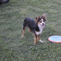 Toy Australian Shepherd All Grown Up from Fly Farms