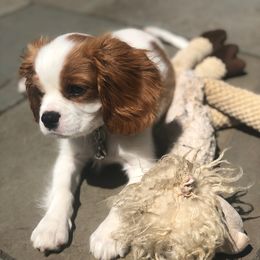Cavalier King Charles Spaniel Puppies from Sophia's Hearth Cavaliers