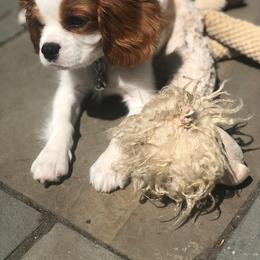 Cavalier King Charles Spaniel Puppies from Sophia's Hearth Cavaliers