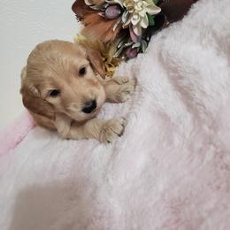 Goldendoodle and Poodle Puppies from The Doodle Patch