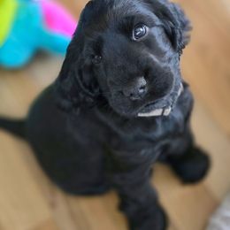 Gray collar puppy - Black male English Cocker Spaniel puppy in Yucaipa, California from The Elite ECS