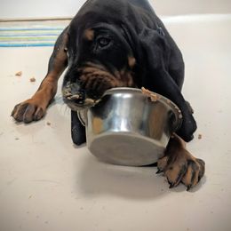 Black and Tan Coonhound and Bracco Italiano Puppies from Old Soul Black & Tan Coonhounds