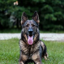 Rogue - German Shepherd