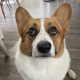 Pembroke Welsh Corgis from The Crazy Corgi Bunch