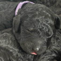TANGO - Black female Poodle puppy in Thornton, Colorado from Shandy Poodle