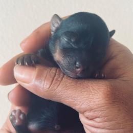 Gigi - Black and gold female Yorkshire Terrier puppy in Detroit, Michigan from Friends4everkennel LLC