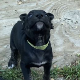 Mountain Cur Puppies from Walnut Ridge Mountain Curs