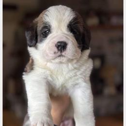 Yellow Collar - Brown and white female Saint Bernard puppy in New York from Johnson Farms