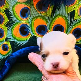 Snowy - Gold and white male Chihuahua puppy in Windsor, South Carolina from Gemstone Chihuahuas