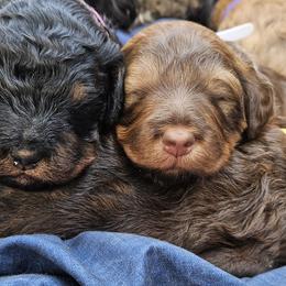 Bernedoodle Puppies from Home Grown Hearts Doodles