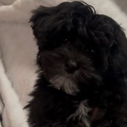 Yorkipoos from Yorkidoodle Dandies