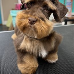 Crimson - Miniature Schnauzer