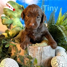 Tiny - Chocolate female Labradoodle puppy in Chelan, Washington from North Cascades Doodles