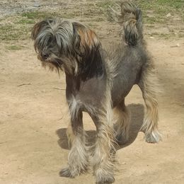 Viva - Chinese Crested