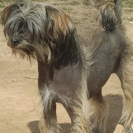 Viva - Chinese Crested